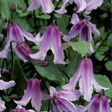 Clematis 'Benedikt' (D)