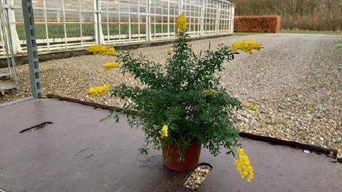 Cytisus maderensis