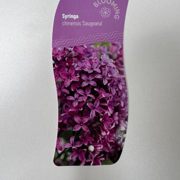 Syringa x chinensis 'Saugeana'