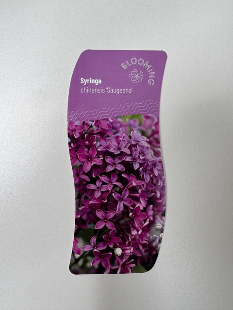 Syringa x chinensis 'Saugeana'