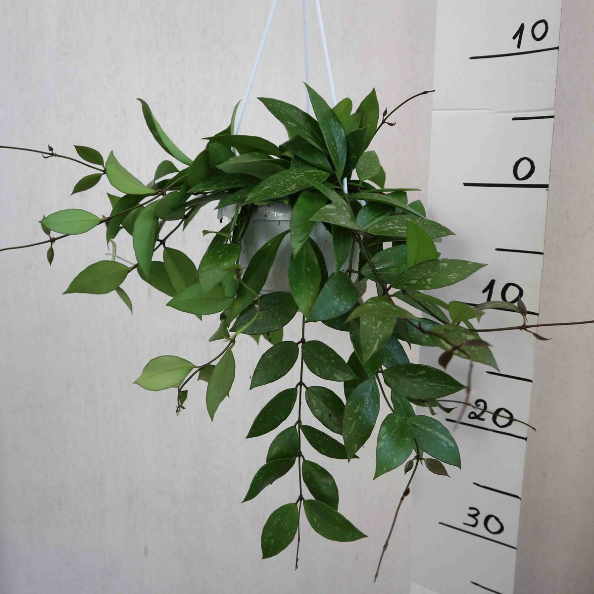 Hoya gracilis — Plant Wholesale FlorAccess