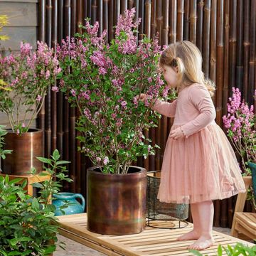 Syringa meyeri LITTLE ROSIE