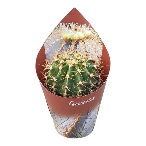 Ferocactus schwarzii