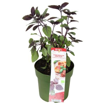 Ocimum basilicum 'Magic Blue'