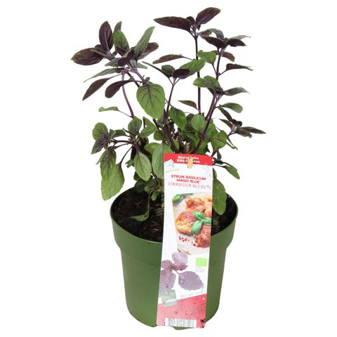 Ocimum basilicum 'Magic Blue'