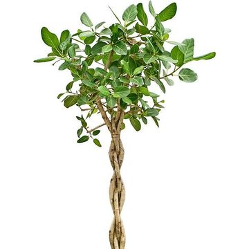 Ficus benghalensis 'Audrey'