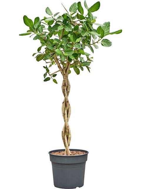 Ficus benghalensis 'Audrey'