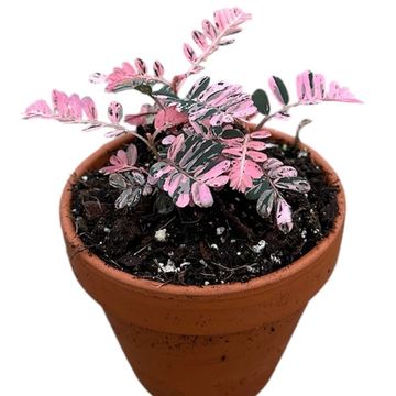 Phyllanthus urinaria 'Compacta Variegata'