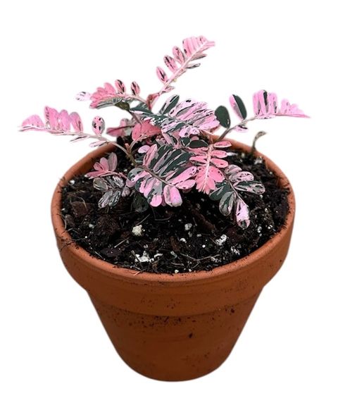 Phyllanthus urinaria 'Compacta Variegata'