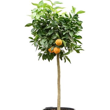 Citrus aurantium 'Corrugato'