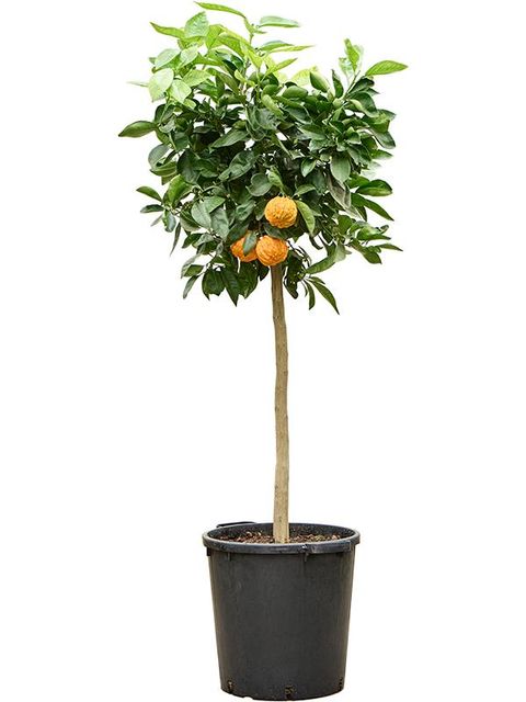 Citrus aurantium 'Corrugato'