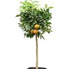 Citrus aurantium 'Corrugato'