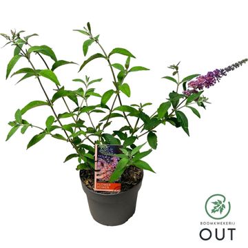 Buddleja x weyeriana 'Flower Power'