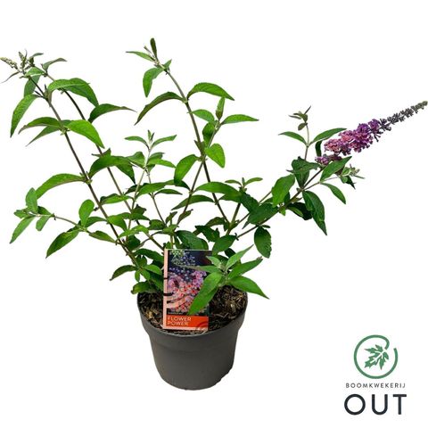 Buddleja x weyeriana 'Flower Power'