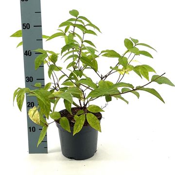 Deutzia x hybrida 'Strawberry Fields'