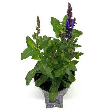 Salvia nemorosa 'Caradonna'