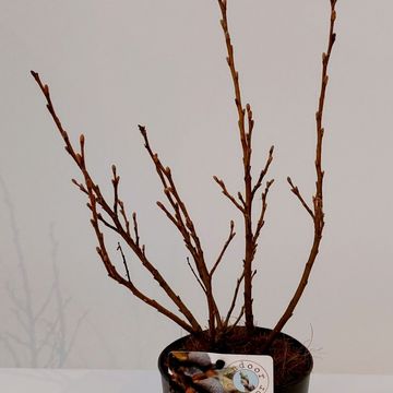 Salix helvetica