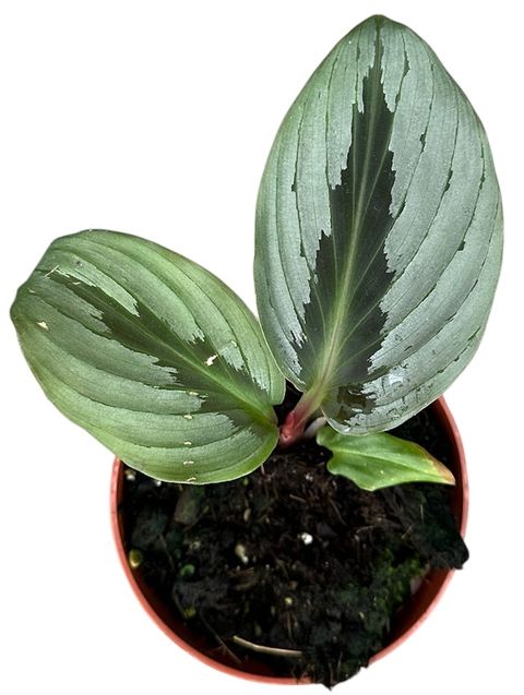 Cornukaempferia aurantiflora 'Jungle Silver'