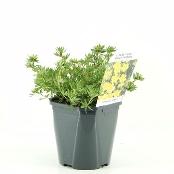 Potentilla fruticosa 'Kobold'