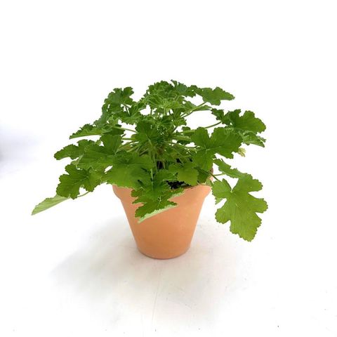 Pelargonium graveolens