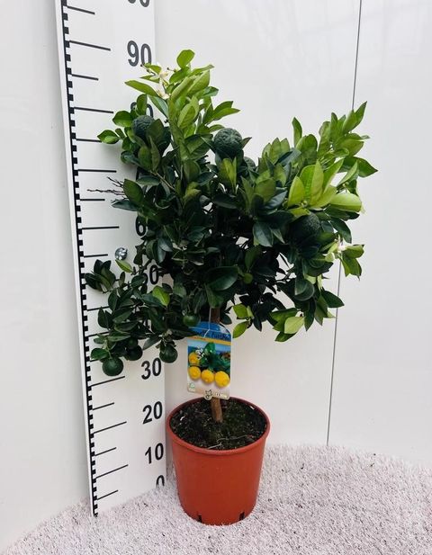 Citrus limetta 'Pursha'