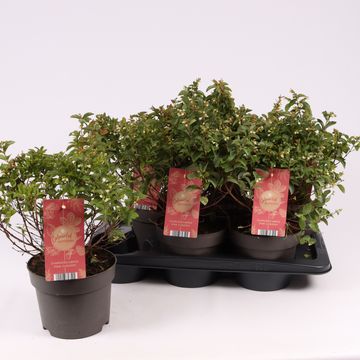 Symphoricarpos MAGICAL PREMIUM PINK