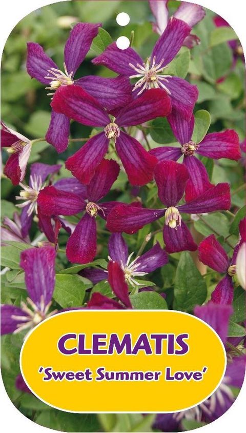 Clematis 'Sweet Summer Love' (F)