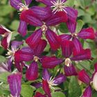 Clematis 'Sweet Summer Love' (F)