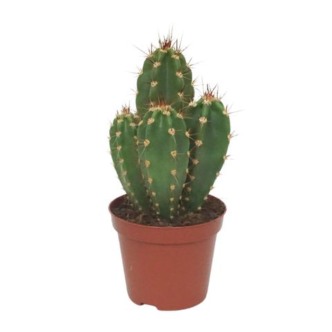 Neocardenasia herzogiana