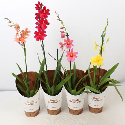 x Burrageara Nelly Isler MIX