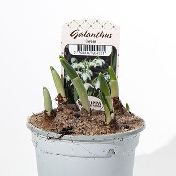 Galanthus nivalis