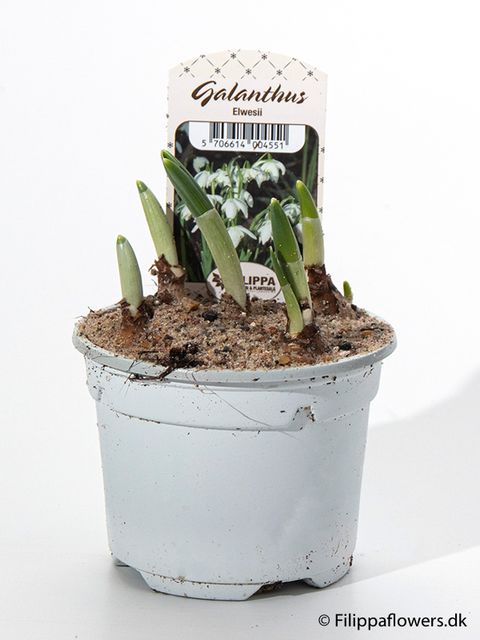 Galanthus nivalis