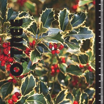 Ilex aquifolium 'Argentea Marginata'