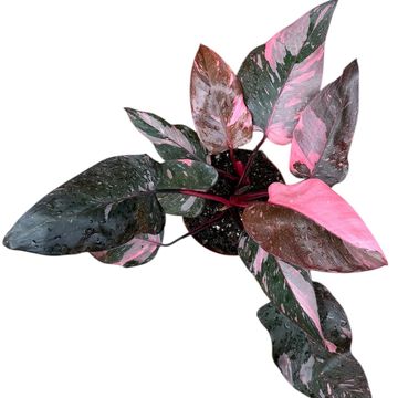 Philodendron 'Pink Princess Marble'