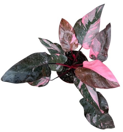 Philodendron 'Pink Princess Marble'