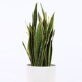 Sansevieria trifasciata 'Laurentii'