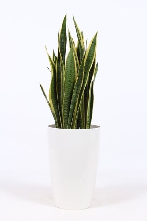 Sansevieria trifasciata 'Laurentii'