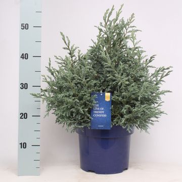 Chamaecyparis pisifera 'Baby Blue'