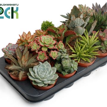Succulents MIX