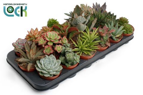 Succulents MIX