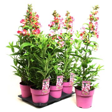 Penstemon hartwegii PHOENIX PINK