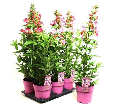 Penstemon hartwegii PHOENIX PINK