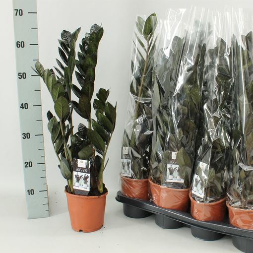 Zamioculcas Zamiifolia Raven P14 Cm H50 Cm Plant Wholesale Floraccess