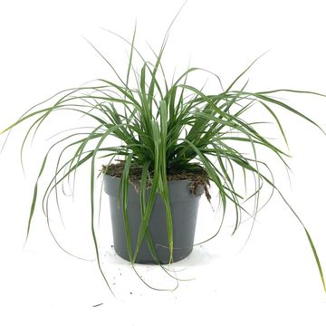 Carex oshimensis 'Evergreen'