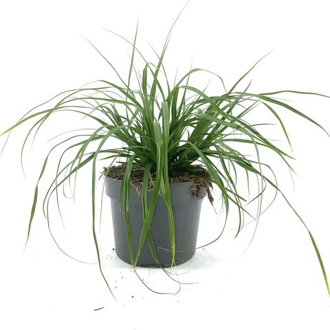 Carex oshimensis 'Evergreen'