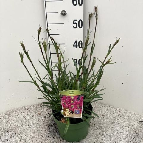 Lychnis viscaria 'Plena'