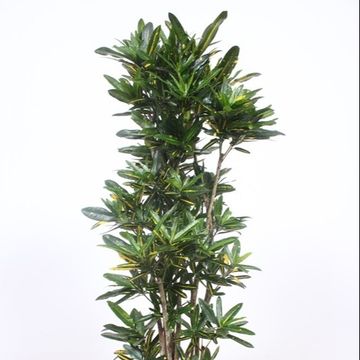 Codiaeum variegatum 'Yellow Banana'