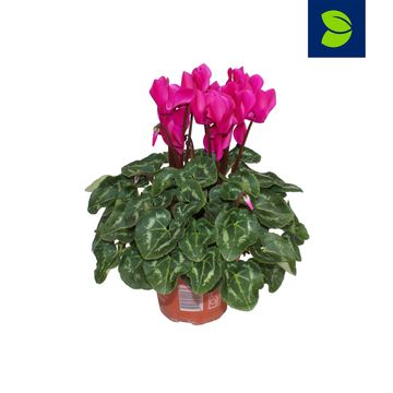 Cyclamen persicum SUPER SERIE S ALLURE DARK VIOLET