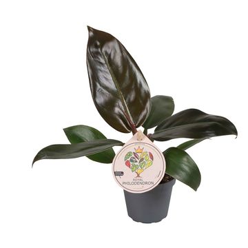 Philodendron 'Imperial Red'