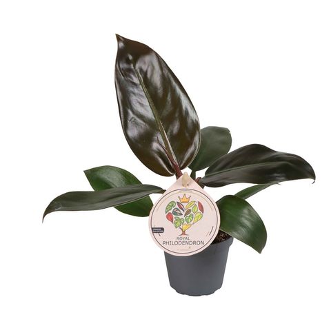 Philodendron 'Imperial Red'